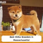 Best-Shiba-Breeders-in-Massachusetts-template