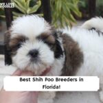 Best-Shih-Poo-Breeders-in-Florida
