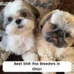 Best-Shih-Poo-Breeders-in-Ohio-template