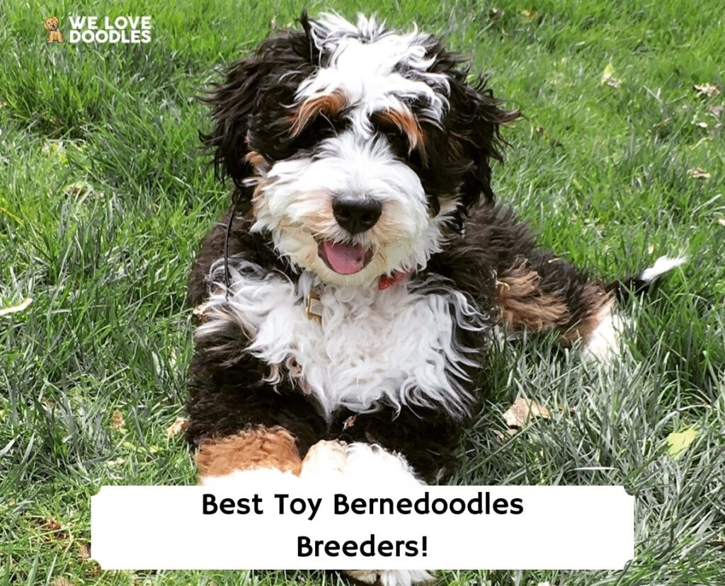 Toy bernedoodle outlet for sale