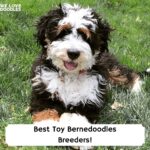 Best-Toy-Bernedoodles-Breeders-template