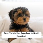 Best-Yorkie-Poo-Breeders-in-North-Carolina