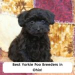 Best-Yorkie-Poo-Breeders-in-Ohio-template