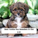 Best-Yorkie-Poo-Breeders-in-the-U.S