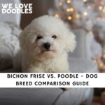 Bichon Frise vs. Poodle