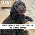 Black Labradoodle Breeders
