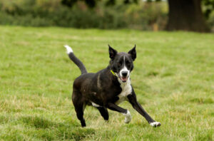 Blue Cross Bromsgrove Rehoming Centre (WM)