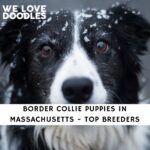 Border Collie Puppies in Massachusetts