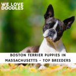 Boston Terrier Puppies in Massachusetts
