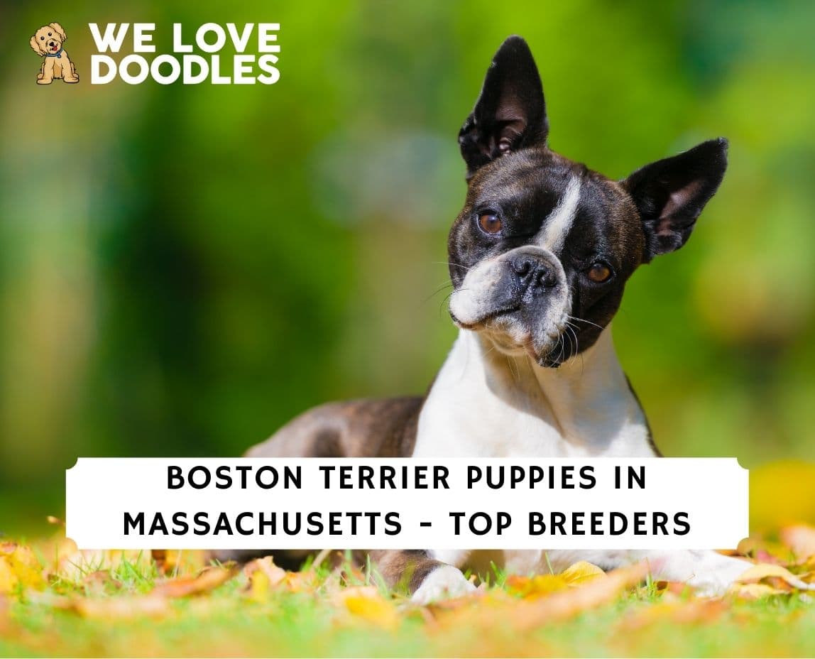 Boston Terrier Puppies in Massachusetts: Top 6 Breeders! (2024) - We ...