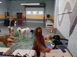 7 Best Dog Daycares In Pittsburgh, Pennsylvania! (2024) - We Love Doodles