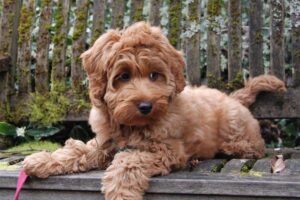 mini apricot labradoodle