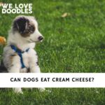 Can Dogs Eat Cream Cheese