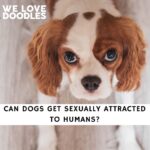 Can Dogs Get Sexually Attracted to Humans