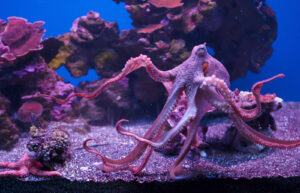 Can I Keep an Octopus as a Pet?