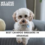 Cavapoo Breeders in Arkansas