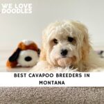 Cavapoo Breeders in Montana