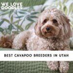 Cavapoo Breeders in Utah