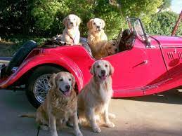 Charlemagne Golden Retrievers