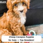 Cheap-Cavapoo-Puppies-for-Sale—Top-Breeders-template