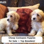 Cheap-Cockapoo-Puppies-for-Sale—Top-Breeders-template