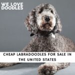 Cheap Labradoodle Breeders