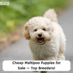 Cheap-Maltipoo-Puppies-for-Sale—Top-Breeders-template