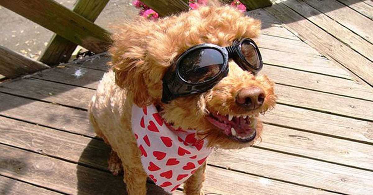 104 Cute Comments for Dogs! - We Love Doodles