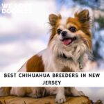 Chihuahua Breeders in New Jersey