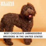 Chocolate Labradoodle Breeders