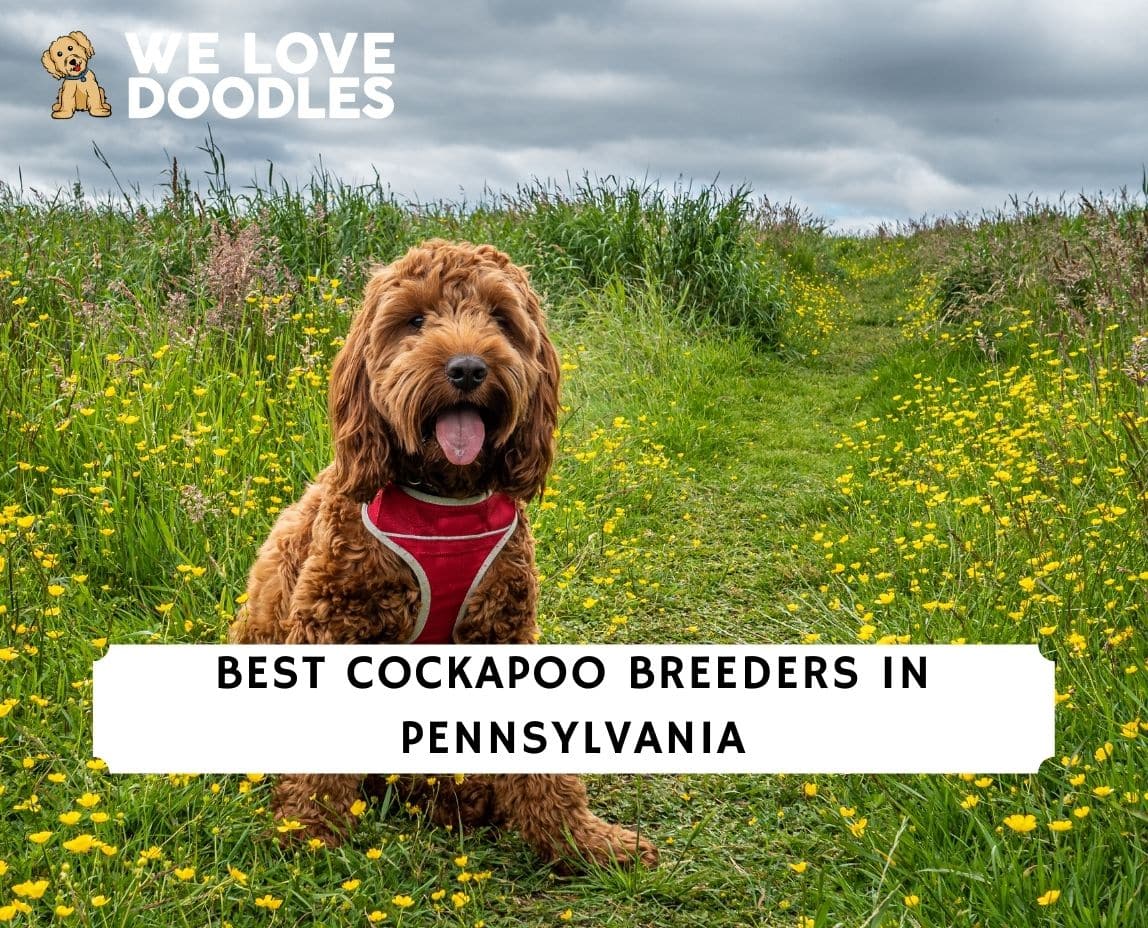 Best store cockapoo breeders