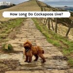 Cockapoo Lifespan