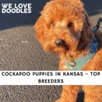Cockapoo Puppies in Kansas