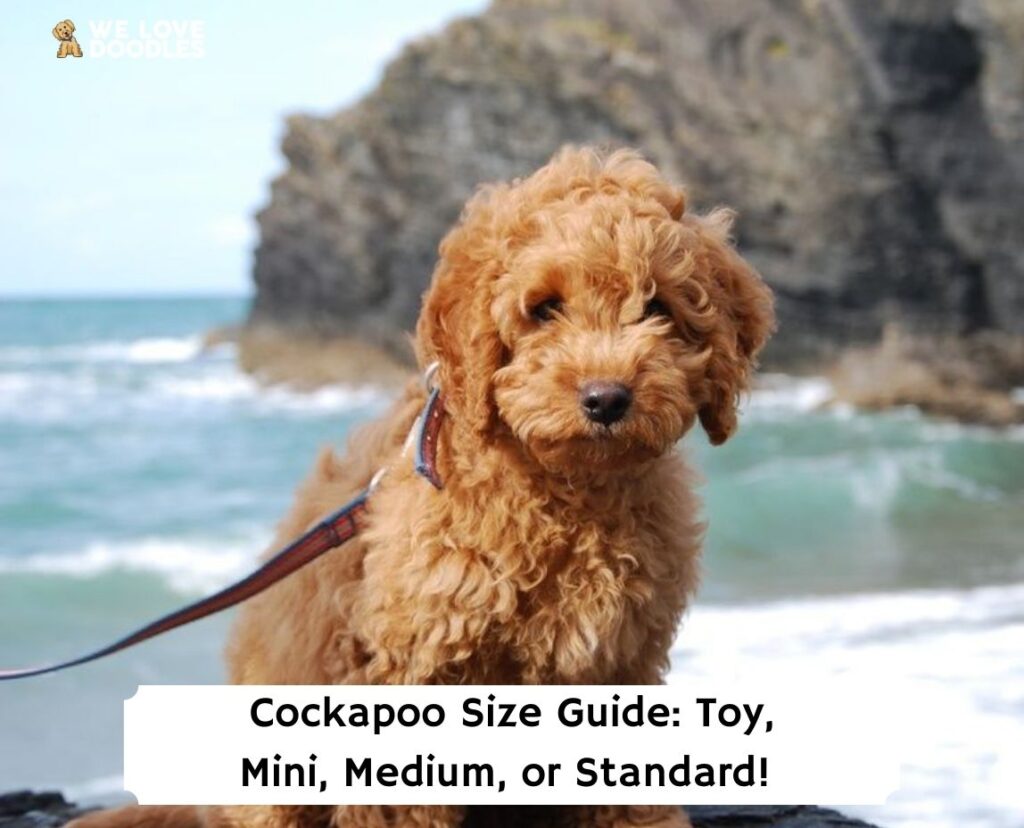 Cockapoo Size Guide Toy Mini Medium Or Standard We Love