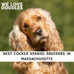 Cocker Spaniel Breeders in Massachusetts