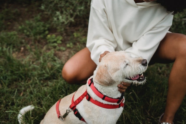 104 Cute Comments for Dogs! - We Love Doodles