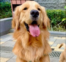 Conclusion For The Best Golden Retriever Breeders in San Diego