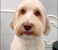 Conclusion For The Best Mini Australian Labradoodle Breeders