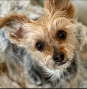Conclusion For "Yorkie Poo Puppies For Sale in Virginia"