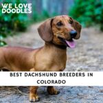 Dachshund Breeders in Colorado