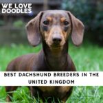 Dachshund Breeders in the UK