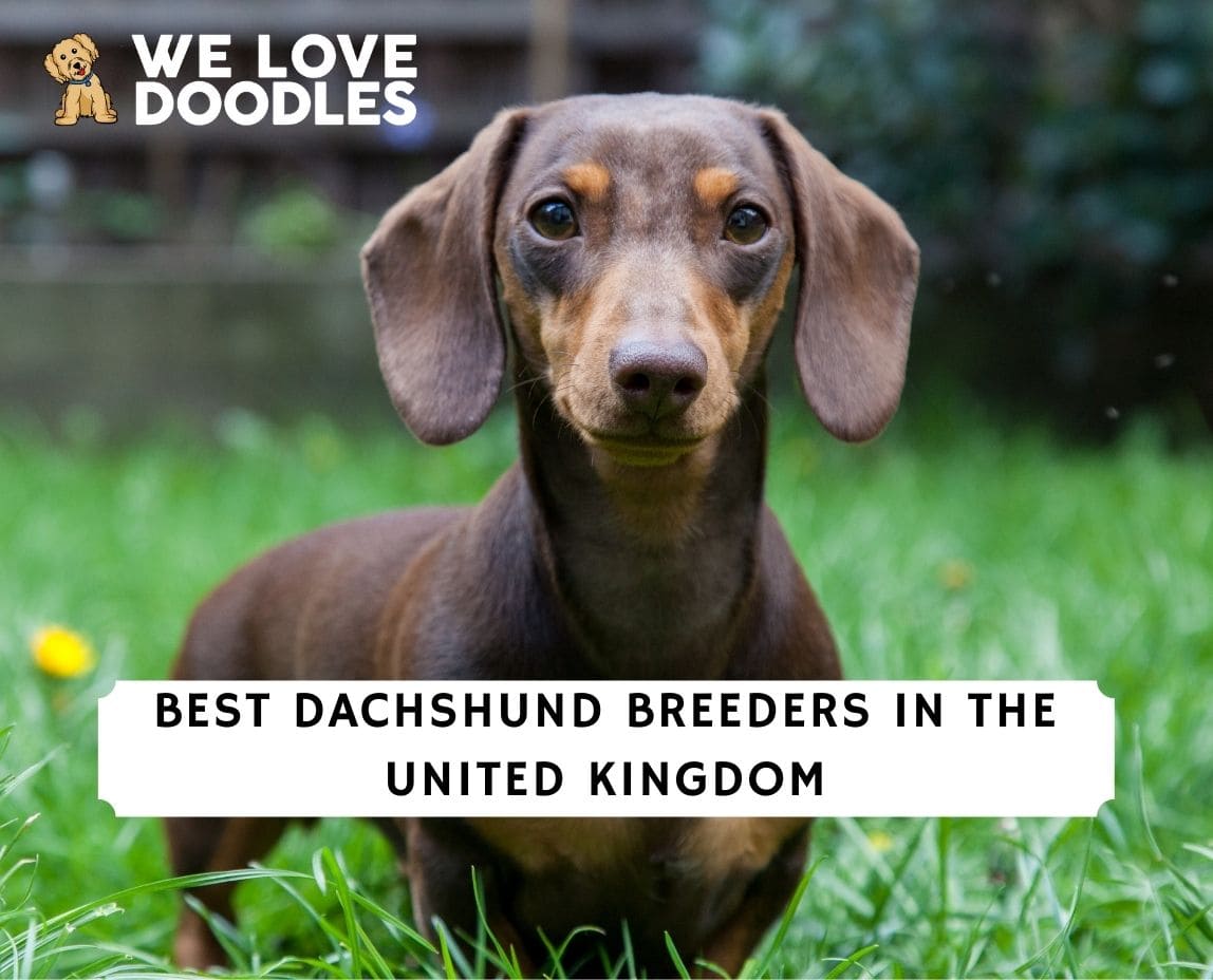 are dachshunds unhealthy