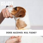 Does Alcohol Kill Fleas