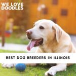 Dog Breeders in Illinois