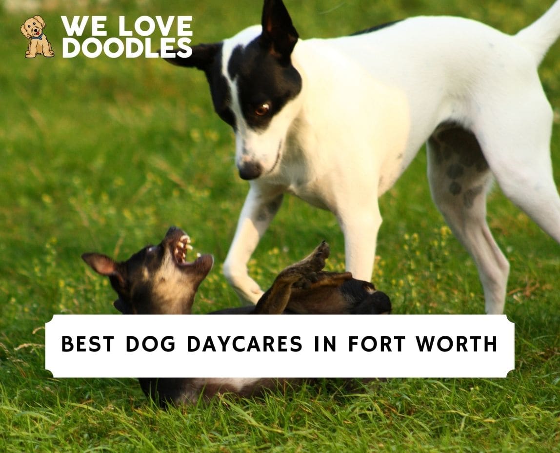 6-best-dog-daycares-in-fort-worth-2024-we-love-doodles