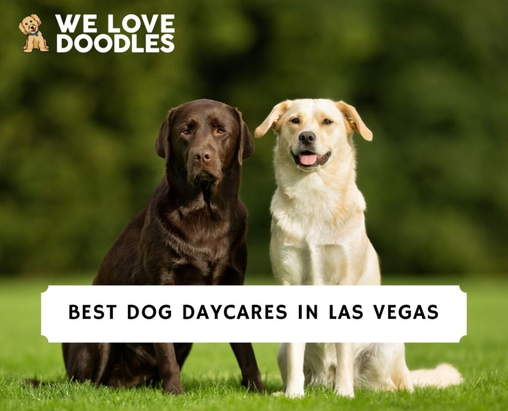 6 Best Dog Daycares in Las Vegas! (2024) We Love Doodles