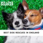 Dog Rescues in England