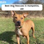 Dog Rescues in Hampshire