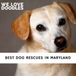 Dog Rescues in Maryland