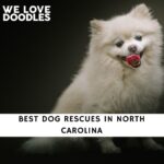 Dog Rescues in North Carolina